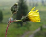 Pilosella czerepninii