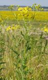 Senecio grandidentatus