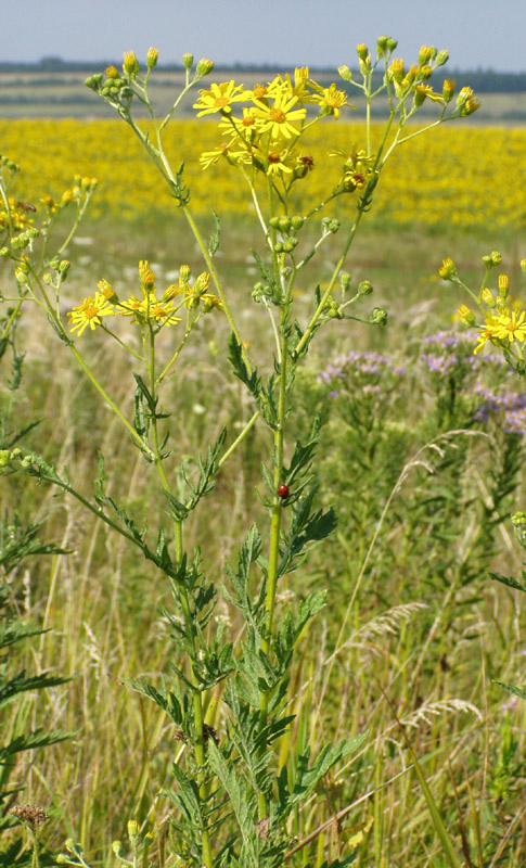 Image of Senecio grandidentatus specimen.