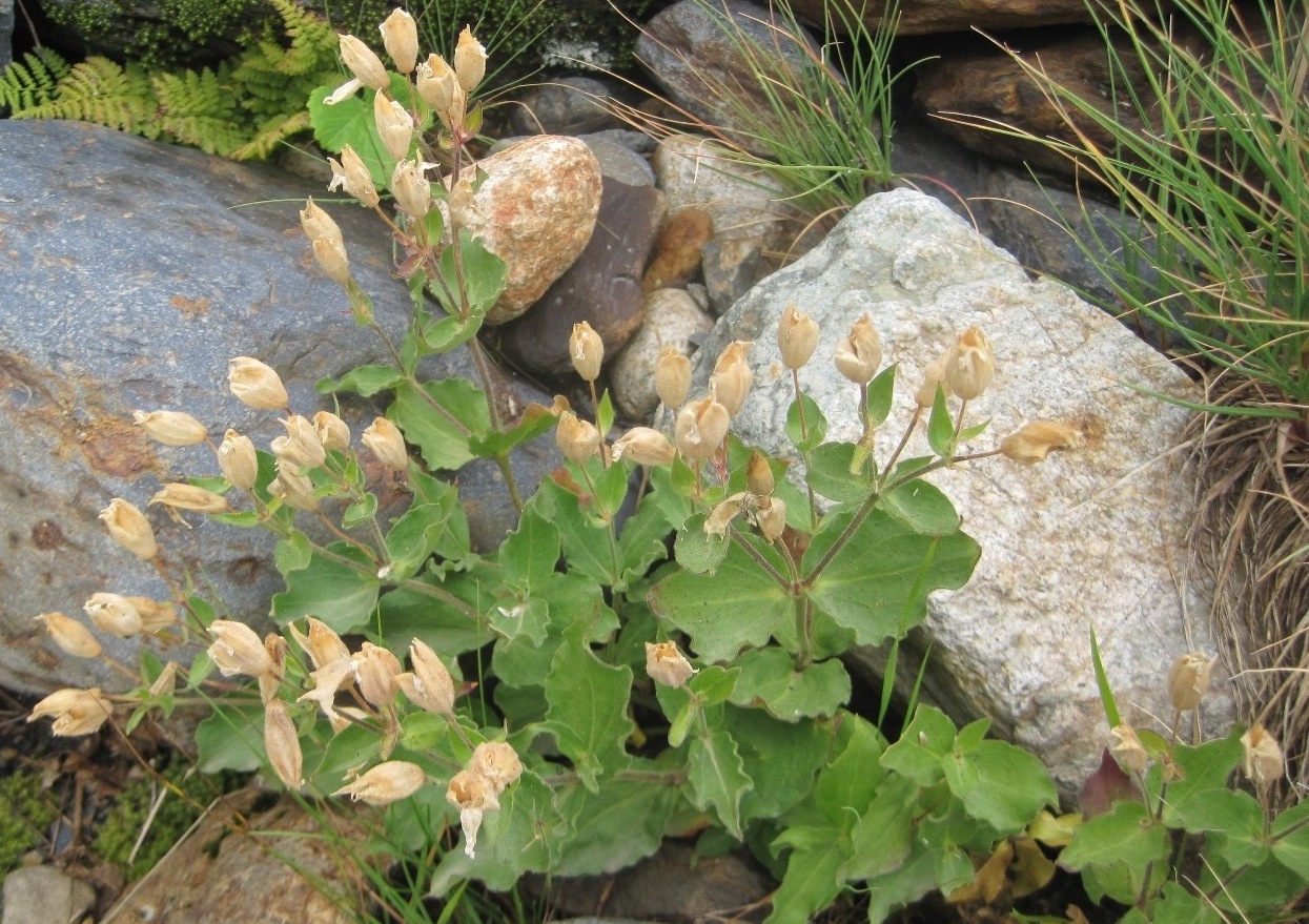 Image of Silene akinfijewii specimen.