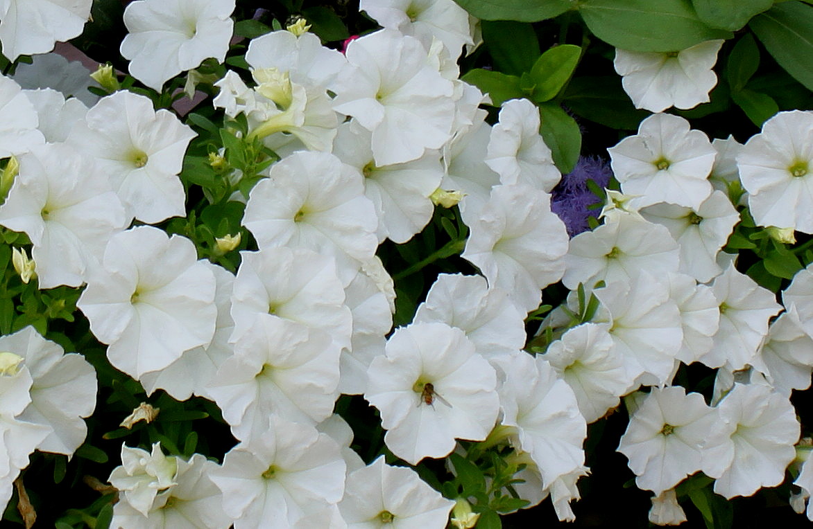 Image of Petunia &times; hybrida specimen.