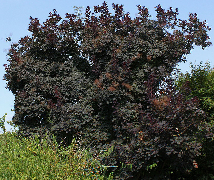 Изображение особи Cotinus coggygria.