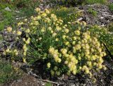 Anthyllis arenaria