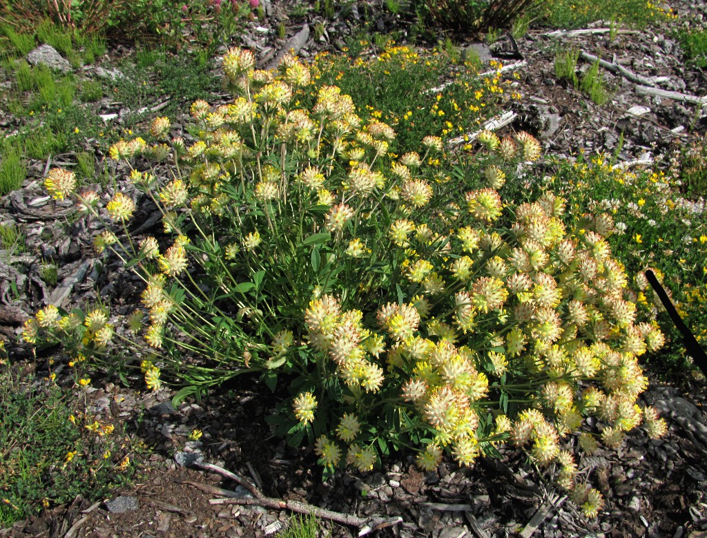 Image of Anthyllis arenaria specimen.