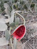 Capparis herbacea