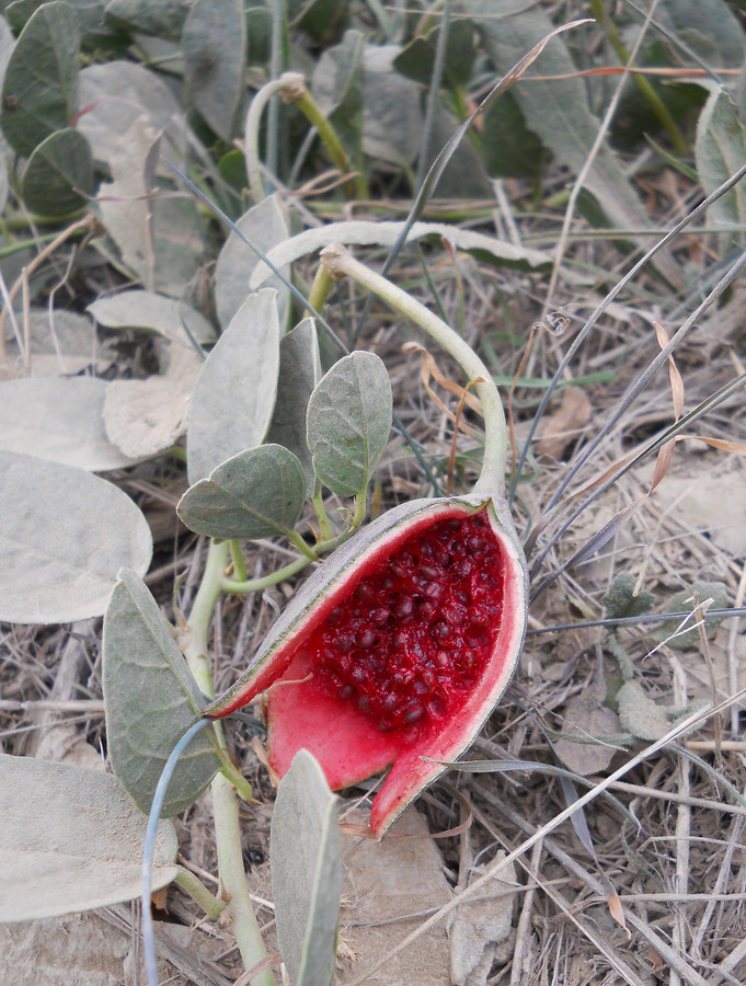 Таджикские цветы. Capparis herbacea. Каперсы арбузики. Таджикские растения. Каперсы растение в Таджикистане.