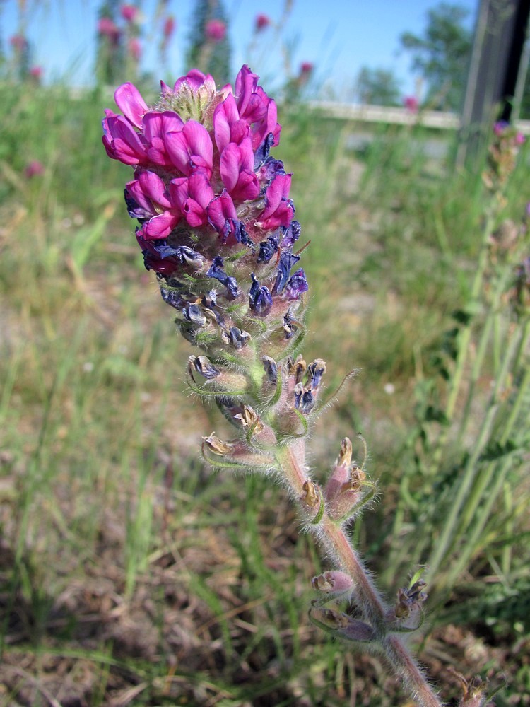 Изображение особи Oxytropis campanulata.
