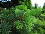 Picea pungens. Ветви с молодыми побегами. Московская область, г. Кубинка, парк. 01.06.2012.