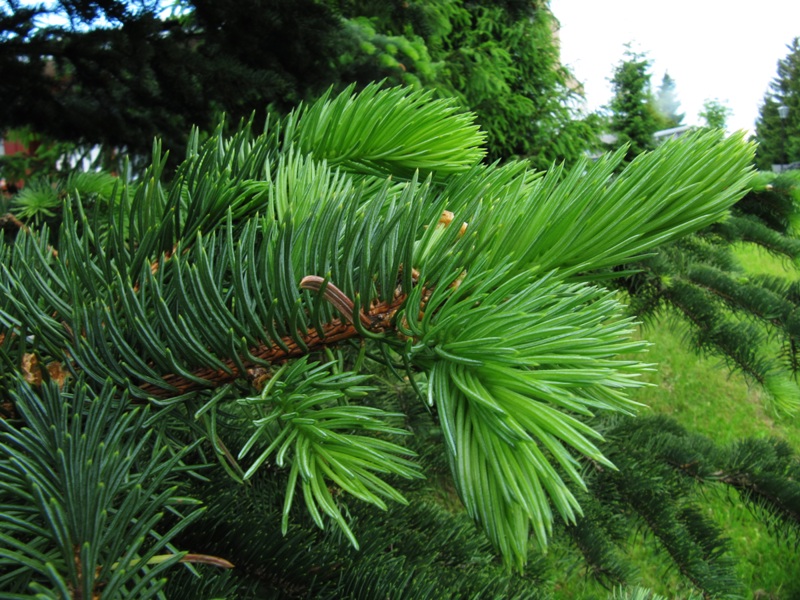 Image of Picea pungens specimen.