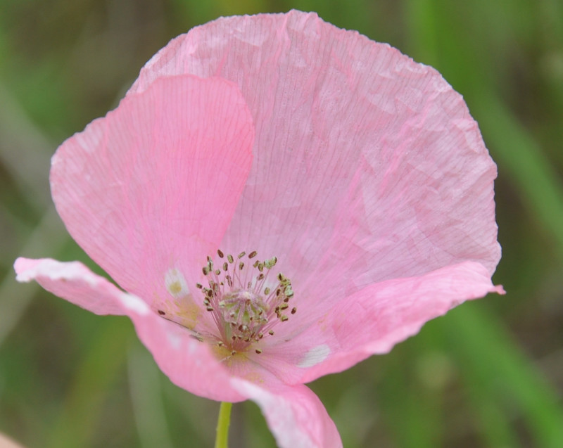 Изображение особи Papaver lecoqii.