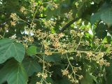 Firmiana simplex
