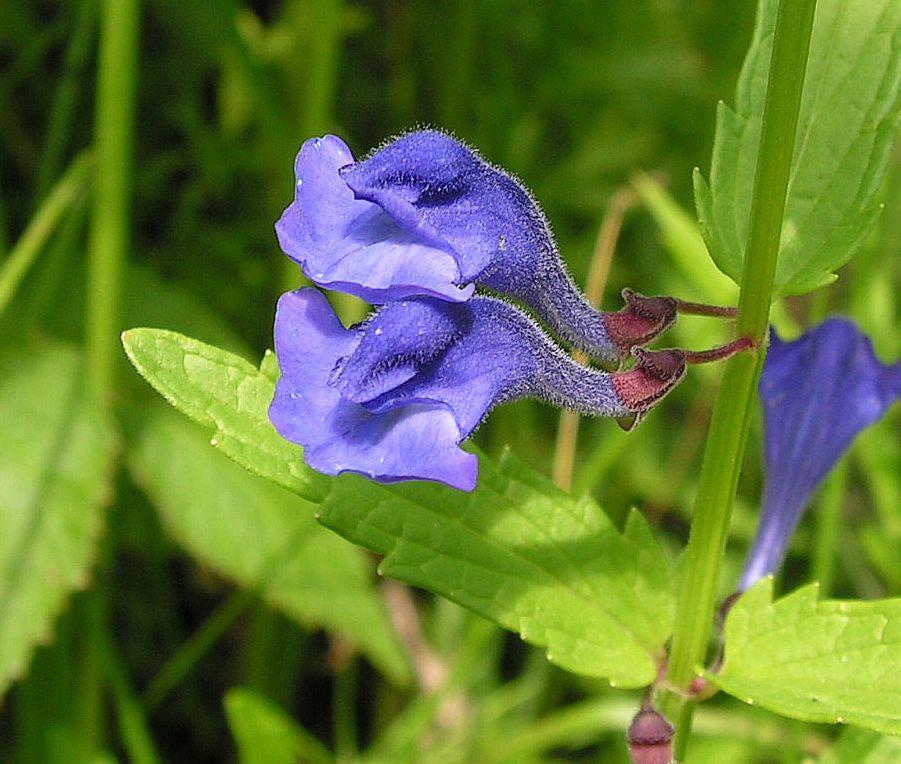 Image of Scutellaria ochotensis specimen.