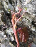 Parthenocissus tricuspidata