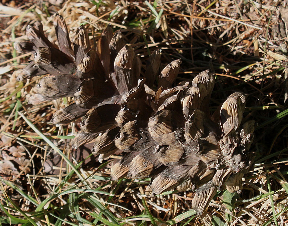 Image of Pinus wallichiana specimen.