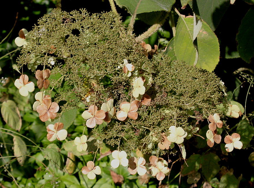 Image of Hydrangea aspera ssp. sargentiana specimen.