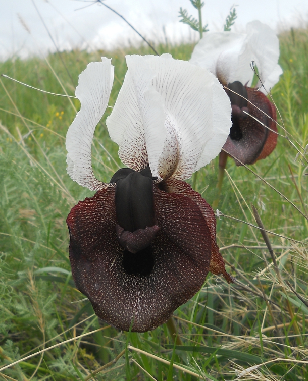 Image of Iris elegantissima specimen.