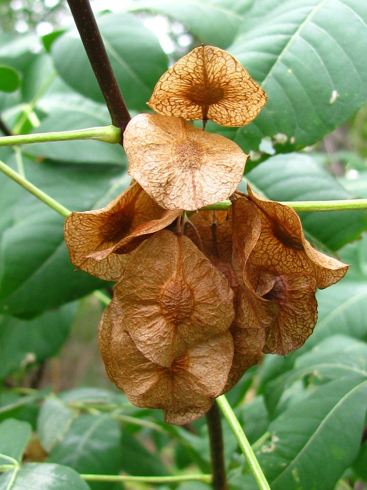 Image of Ptelea trifoliata specimen.