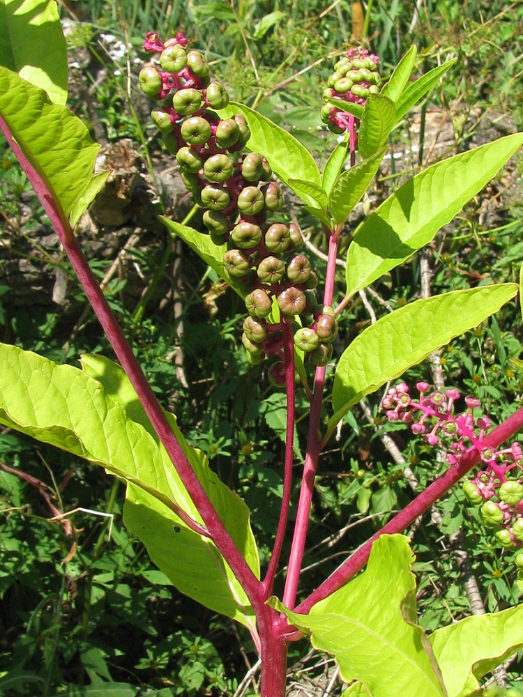 Изображение особи Phytolacca americana.