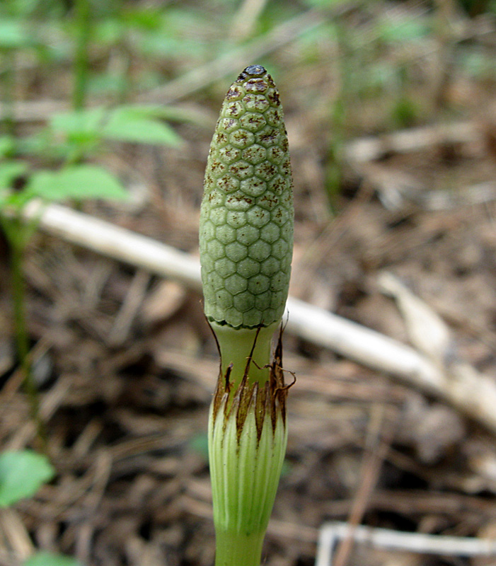 Image of Equisetum pratense specimen.