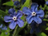 Pentaglottis sempervirens