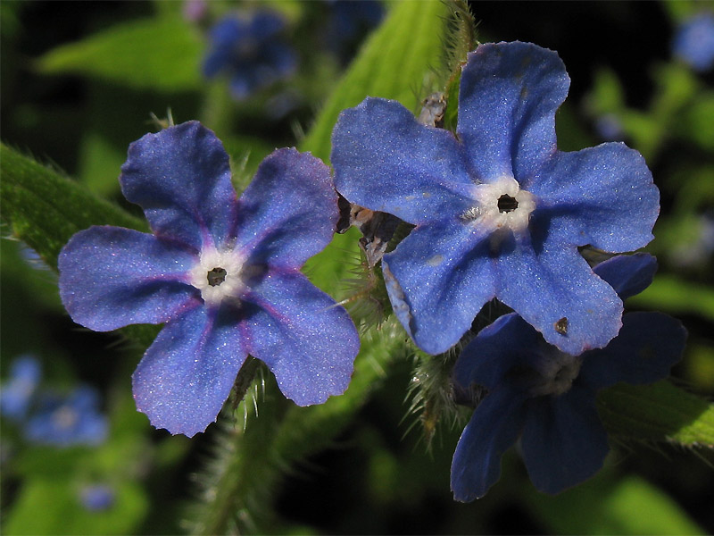 Изображение особи Pentaglottis sempervirens.