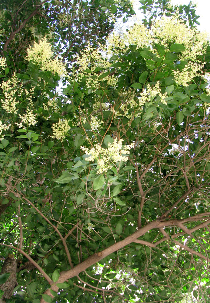 Изображение особи Ligustrum ovalifolium.