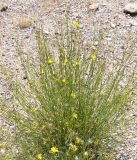 genus Chondrilla. Цветущее растение. Кыргызстан, северное побережье оз. Иссык-Куль, территория пансионата \"Ак-Жол\". 09.08.2011.