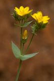 Blackstonia perfoliata. Верхушка цветущего растения. Испания, Кантабрия, Cabarceno Natural Park, железорудные скальные обнажения. 12.06.2012.