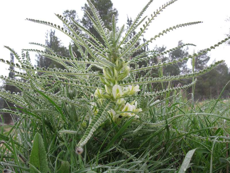 Изображение особи Astragalus aleppicus.