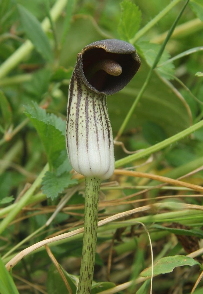 Изображение особи Arisarum simorrhinum.