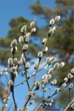 Salix latifolia