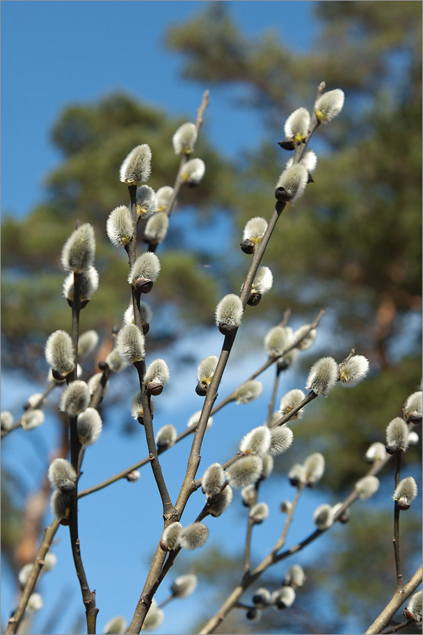 Image of Salix latifolia specimen.