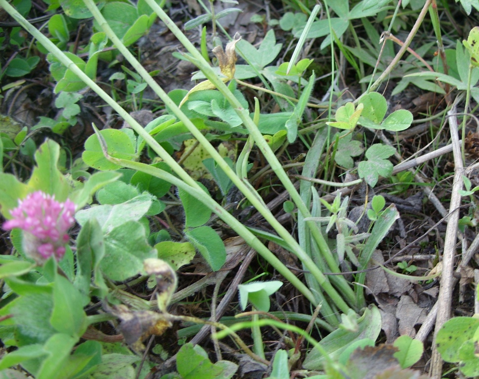 Изображение особи Spiranthes australis.