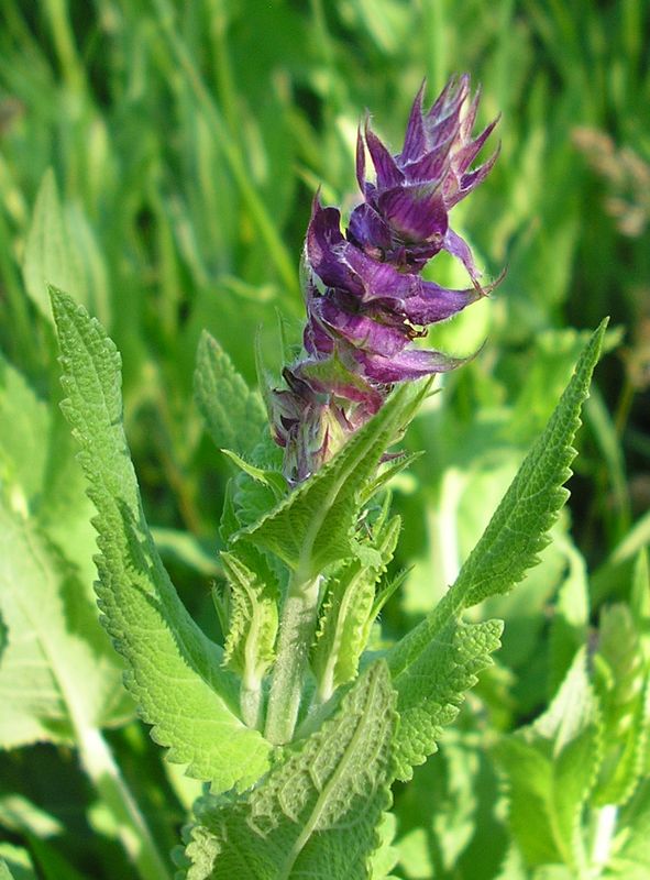Image of Salvia tesquicola specimen.