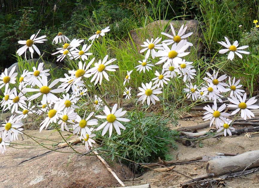 Image of Chrysanthemum zawadskii specimen.
