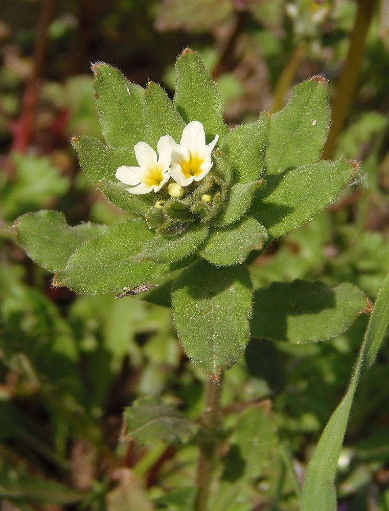 Image of Buglossoides rochelii specimen.