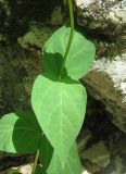 genus Vincetoxicum. Листья. Крым, окр. Соколиного, Большой Каньон, буковый лес, на скале. 3 мая 2013 г.