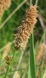 Carex cespitosa. Мужское соцветие. Украина, г. Запорожье, балка Партизанская, в низине, недалеко от озерка. 02.05.2013.