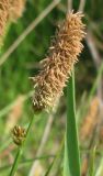 Carex cespitosa