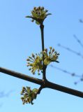 Cornus officinalis