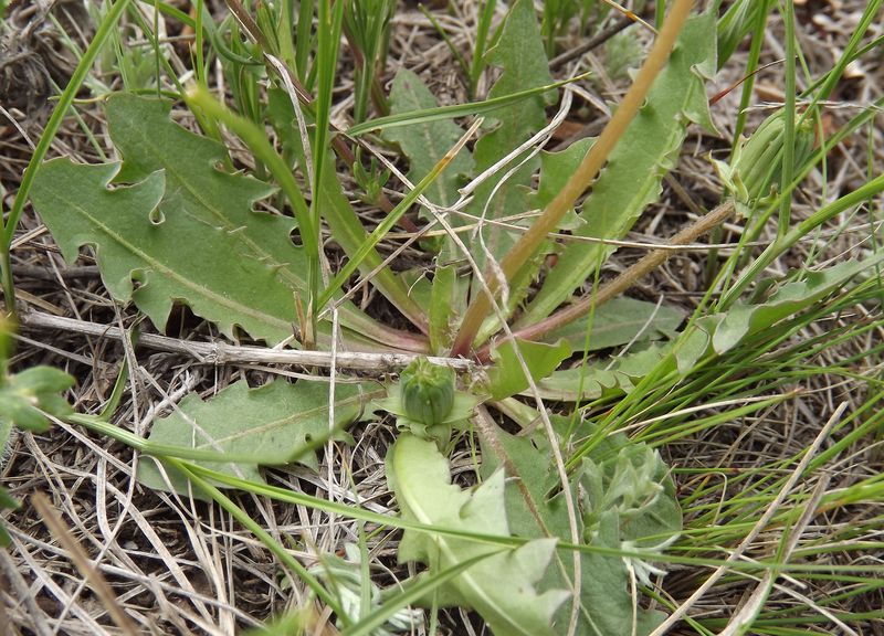 Изображение особи род Taraxacum.