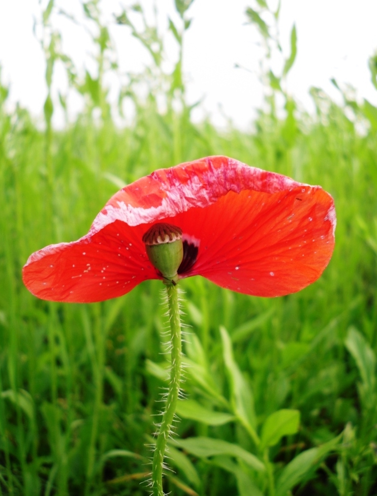 Image of Papaver rhoeas specimen.