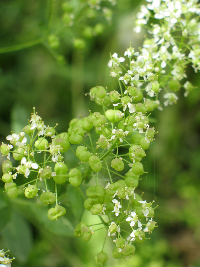 Изображение особи Cardaria repens.