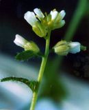 Arabidopsis thaliana