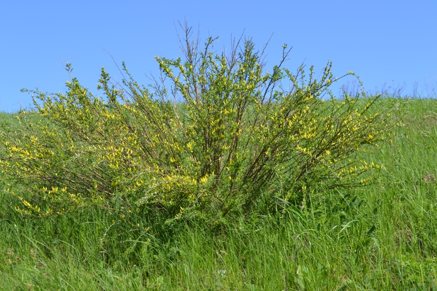 Изображение особи Chamaecytisus ruthenicus.