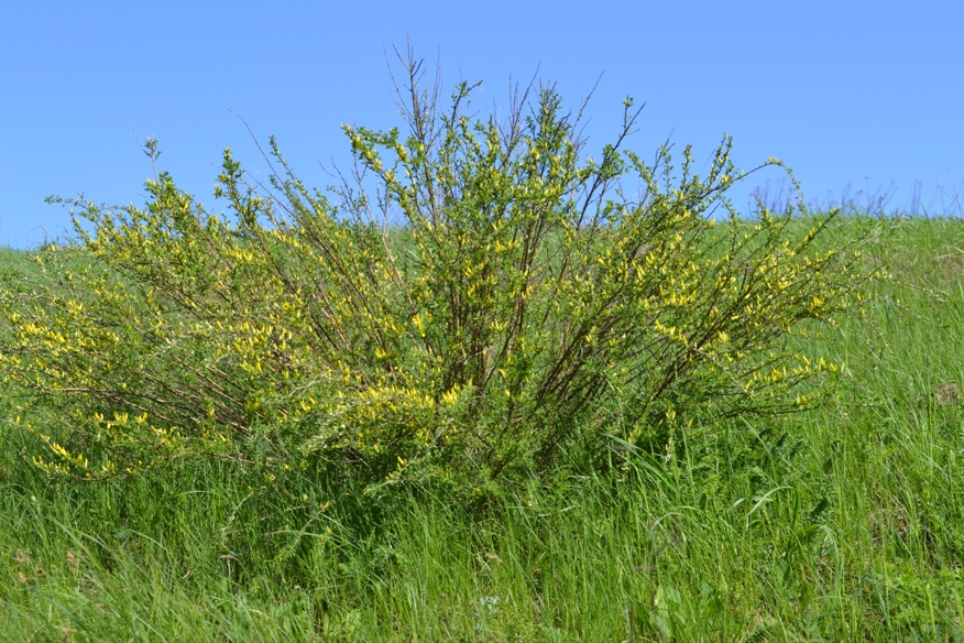 Изображение особи Chamaecytisus ruthenicus.