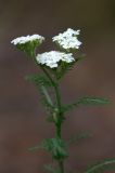 Achillea