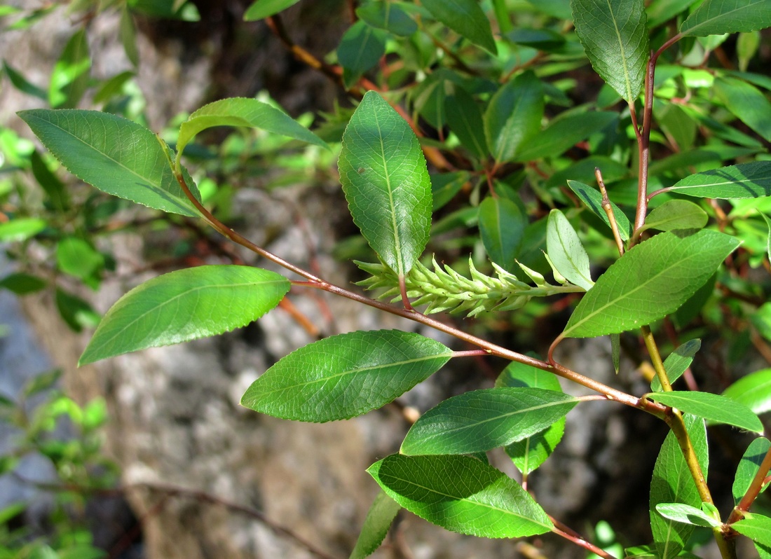 Изображение особи Salix arbuscula.