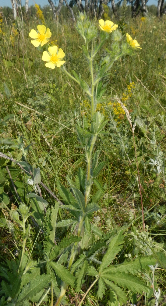 Изображение особи Potentilla recta.