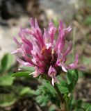 Trifolium pratense. Соцветие. Архангельская обл., Холмогорский р-н, окр. пос. Усть-Пинега, берег р. Пинега, на обнажении горной породы. 20.07.2013.